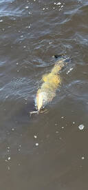 Eastern NC Trout fishing 