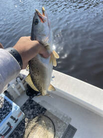 Greenville Report Photo 2