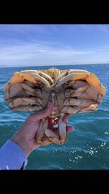 DUNGENESS CRAB SEASON!!