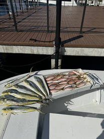 Sailfish, Mahi, and Snapper