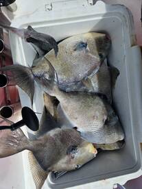Trigger fish