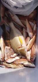 Amazing normal line fishing