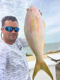 Giant yellowtail snappers! 