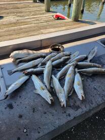 Lake Charles Report Photo 2