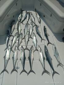 King fish hunting. Exciting day