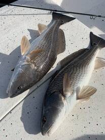 New Port Richey Report Photo 1