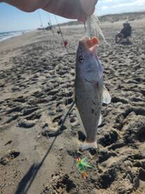 Kure Beach Report Photo 1