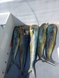 Herradura Report Photo 2