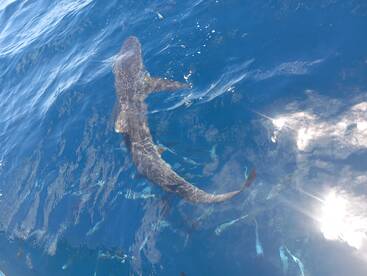 Herradura Report Photo 1