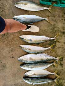 First yellow tail of the season book you