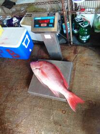 Panama City Beach Report Photo 1