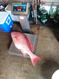 Panama City Beach Report Photo 2