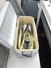 Dolphin and Blackfin Tuna in the Box!