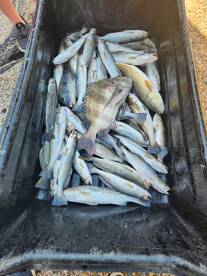 10-27-24 Fishing Report