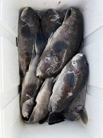 Ocean City Report Photo 2