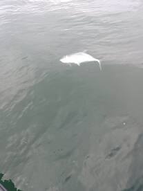 Puerto Jiménez Report Photo 2