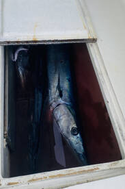 Wahoo action on the last few fall trips 