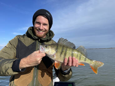 Lots of perch and zanders