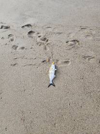 Kure Beach Report Photo 2