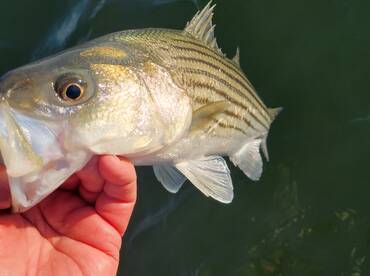 Striped Bass Are Here