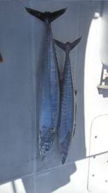 Wahoos are showing up 