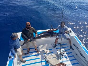 2 Marlin and 2 Yellowfin tuna