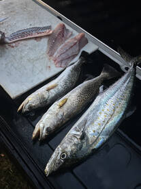 Inshore slam  bam!  