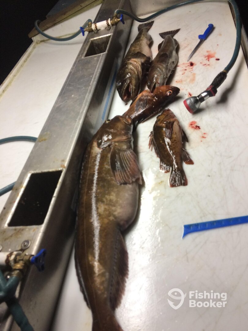 Bottom jigging for ling COD