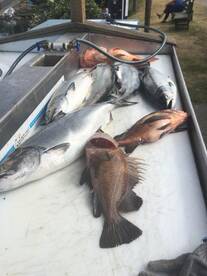 Day two of the charter produced a nice mix bag . All caught trolling for salmon.