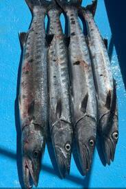 Mahahual Report Photo 1