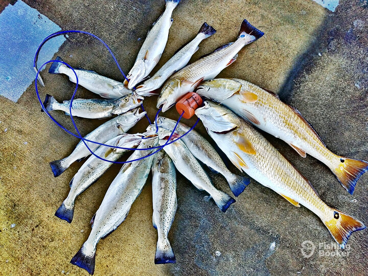 Aransas Pass Report Photo 0