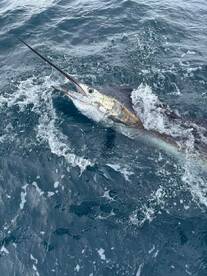 Marlin Day, another dream come true...