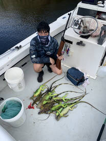 Invasive Iguana Hunting!