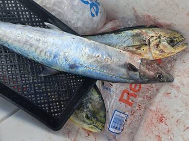 Mahi sailfish kingfish 