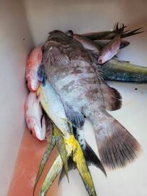 Mixed bag of groceries 