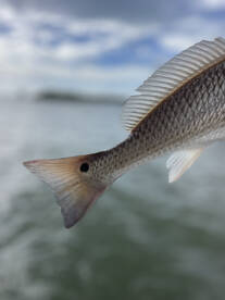 REDFISH!!