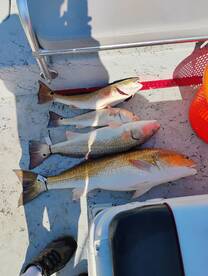 Port Aransas Report Photo 1