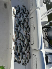 Tega Cay Report Photo 2