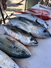King mackerel spanish mackrel and blackf