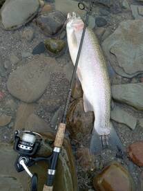 Chincoteague Report Photo 2