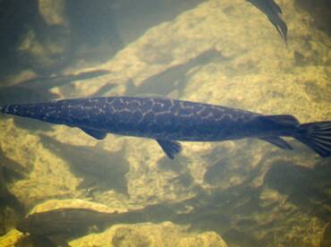 Day in The Everglades