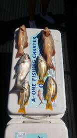 Airlie Beach Report Photo 2