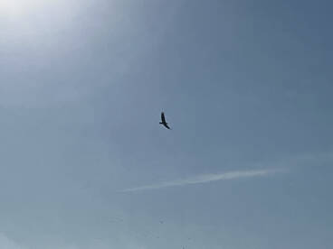 White trout and Bald Eagles