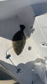 Morehead City Report Photo 1
