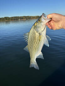 Townville Report Photo 2