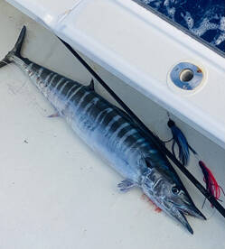 Yellowfins and wahoos on the good weathe