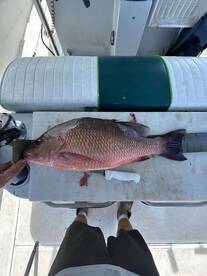 Bottom fishing 5-8 hour trips ! 