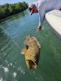 Best inshore grouper action in the Flori