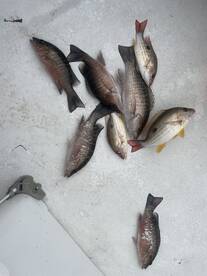 Snapps for dinner