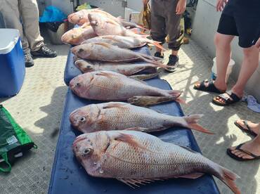 Some big fish are being caught